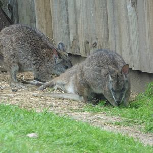Parma Wallabies