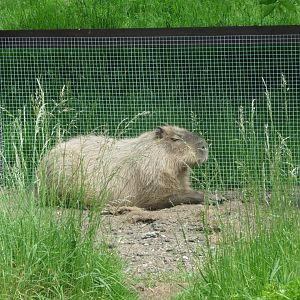 Capybara