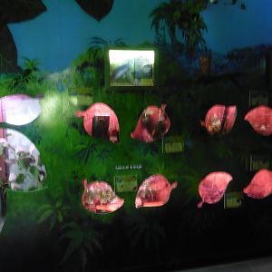 Reptile House