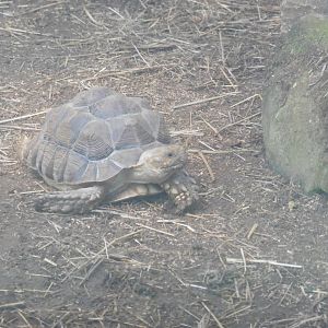 HANWELL ZOO: Leopard Tortoise