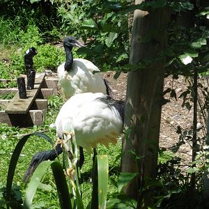 HANWELL ZOO: Outer Aviary Sacred Ibis