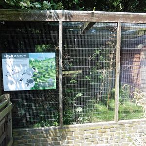 HANWELL ZOO: Javan Sparrow