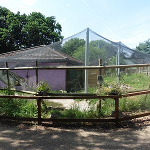 HANWELL ZOO:Pied Avocet aviary