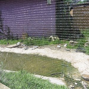 HANWELL ZOO: Pied Avocets