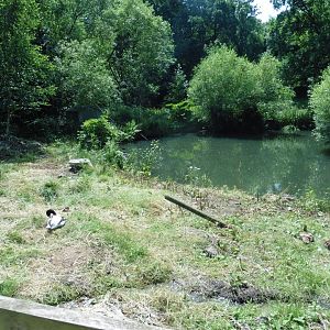 HANWELL ZOO: Semi-wild wildfowl pond