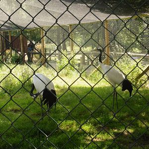 HANWELL ZOO: Red-crowned Crane