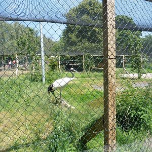 HANWELL ZOO: Red-crowned Crane