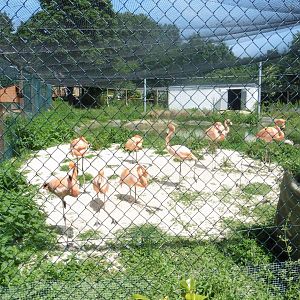 HANWELL ZOO: Caribbean Flamingo's