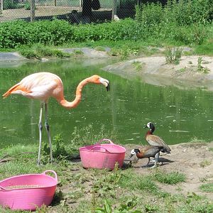 HANWELL ZOO: Caribbean Flamingo & Whited-faced Whistling Duck