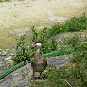 HANWELL ZOO: White-cheeked Pintail