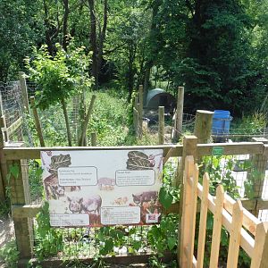 HANWELL ZOO: Domestic Kunekune Pig enclosure