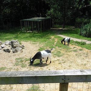 HANWELL ZOO: Domestic Pygmy Goat