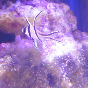 HANWELL ZOO: New Aquarium hut