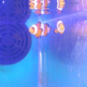 HANWELL ZOO: New Aquarium hut