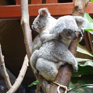 Koala with joey
