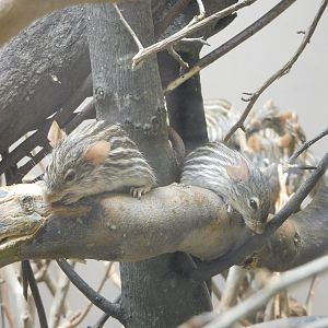 Barbary Striped Mouse