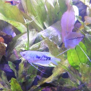 HANWELL ZOO: New Aquarium hut