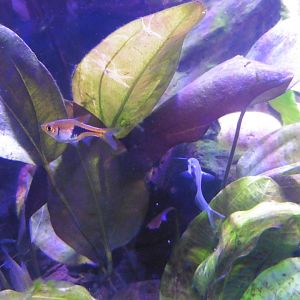 HANWELL ZOO: New Aquarium hut