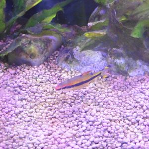 HANWELL ZOO: New Aquarium hut