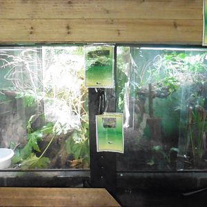 HANWELL ZOO: Tropical/Butterfly House