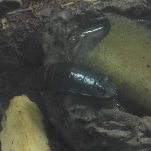 HANWELL ZOO: Tropical/Butterfly House