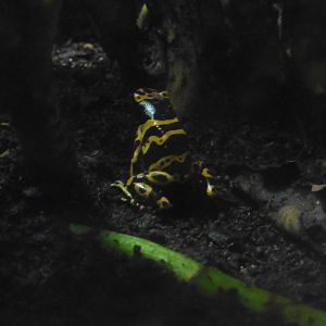 HANWELL ZOO: Tropical/Butterfly House