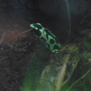 HANWELL ZOO: Tropical/Butterfly House