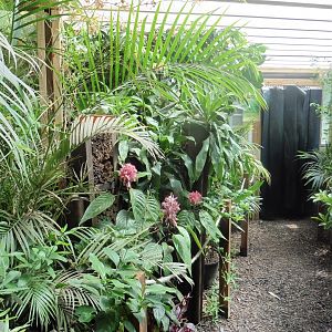 HANWELL ZOO: Tropical/Butterfly House