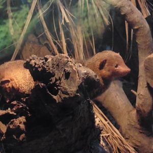 HANWELL ZOO: Tropical House Dwarf Mongoose