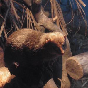 HANWELL ZOO: Dwarf Mongoose