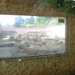 HANWELL ZOO: Meerkat/African Crested Porcupine enclosure