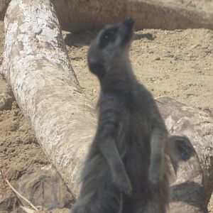 HANWELL ZOO: The ubiquitous Meerrkats