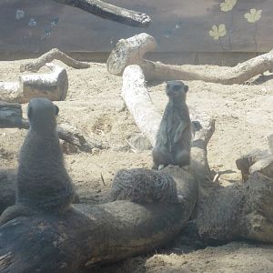 HANWELL ZOO: Meerkats