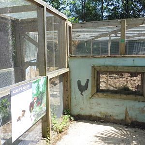 HANWELL ZOO: Azara's Agouti enclosure