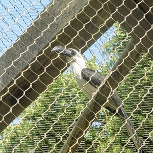 HANWELL ZOO:  Von Der Decken's Hornbill