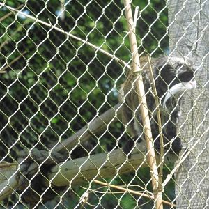 HANWELL ZOO:  Emperor Tamarin