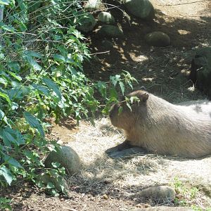 HANWELL ZOO:  Capybara