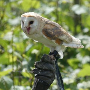 Barn Owl