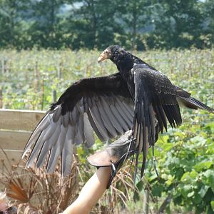 Turkey Vulture