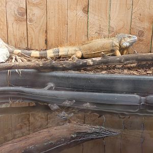 Spectacled Caiman and Green Iguana