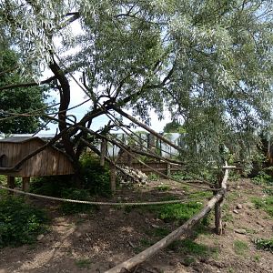 Ring-tailed Coati Enclosure