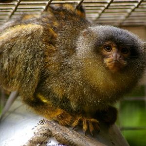 Hybrid Marmoset (Mico melanurus x Cebuella pygmaea pygmaea) - 10 November 2016