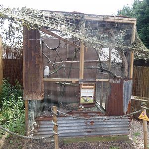 Bare-eyed Cockatoo Aviary