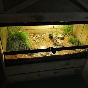 African Bull Frog Exhibit