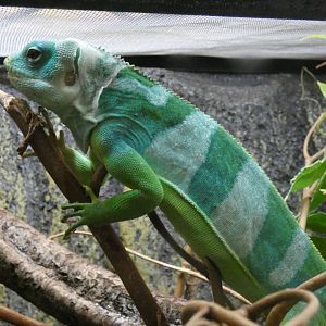 Fiji banded iguana
