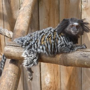 Black-tufted Marmoset
