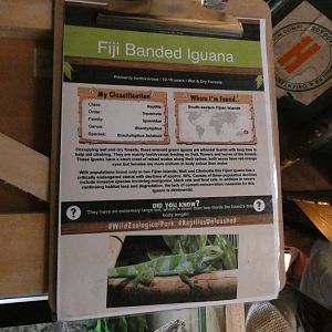 Fiji banded iguana signage
