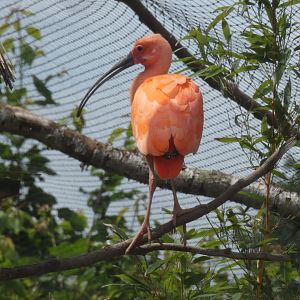 Scarlet Ibis