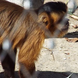 Bearded Capuchin (Sapajus libidinosus) at Zoo Augsburg - 15 April 2015