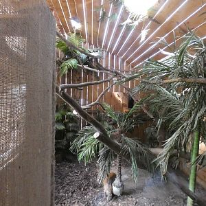 Indoor Jaguarundi Enclosure